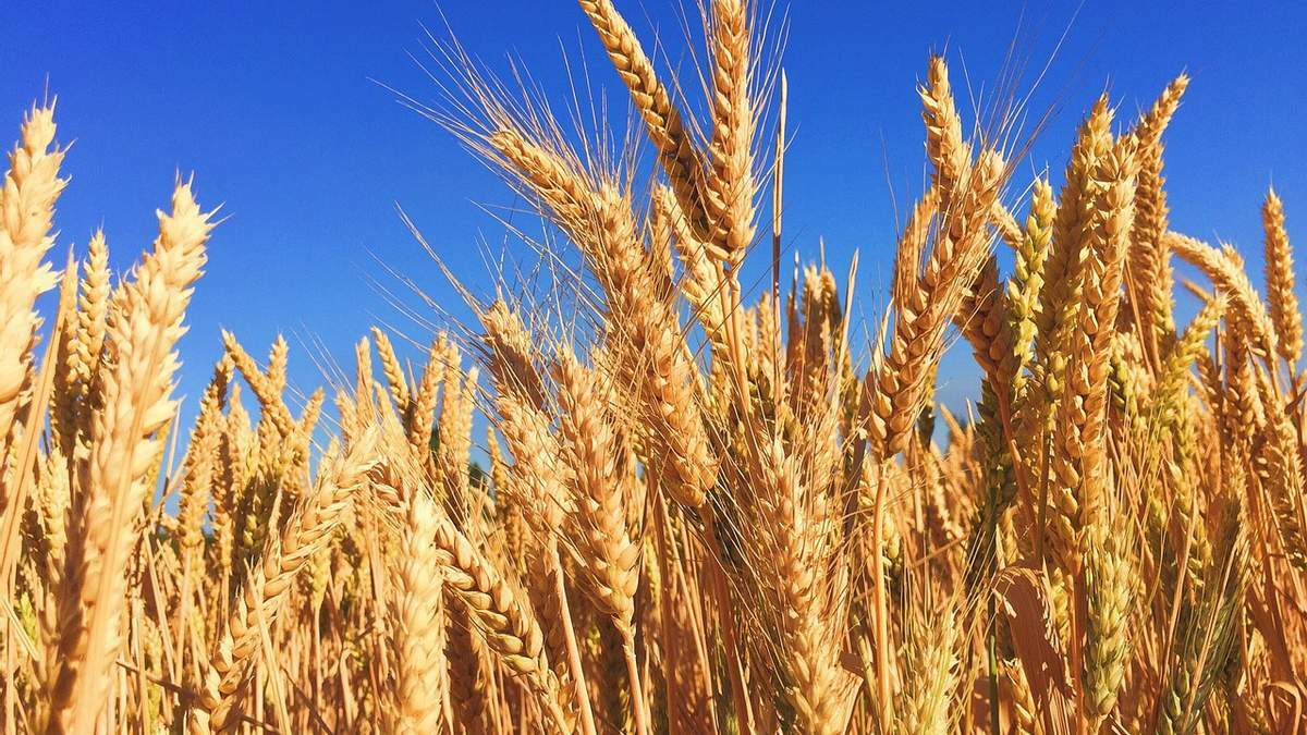 Тенденції ринку: аналіз попиту та пропозиції на пшеницю в Україні