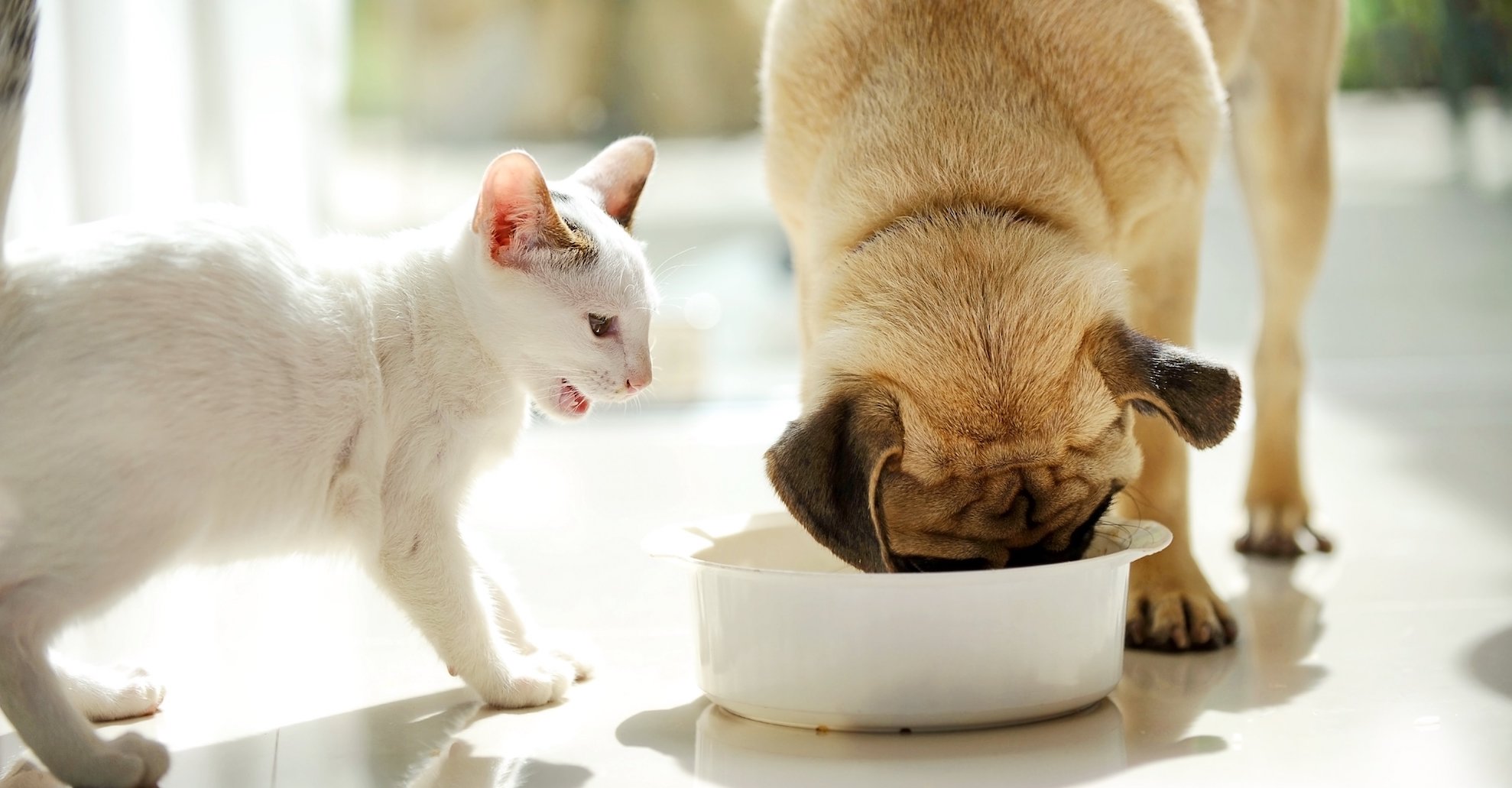 Выгода и удобство онлайн покупки корма для кошек и собак