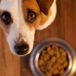 Чем хороши современные сухие корма для собак