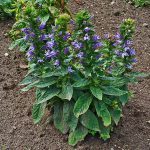 What Part of Lobelia Is Used in Supplements? Read the Label Correctly