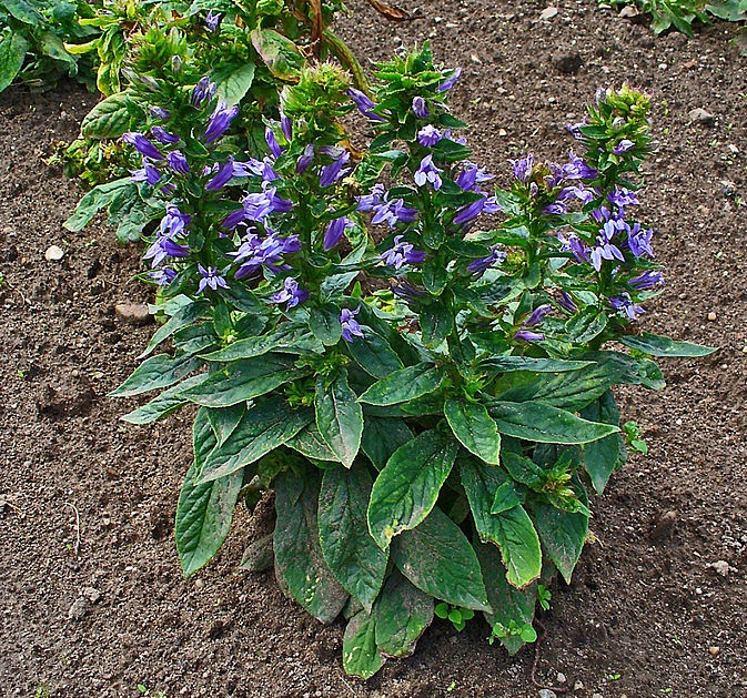 What Part of Lobelia Is Used in Supplements? Read the Label Correctly