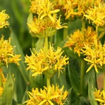Gentian Tincture vs Multi Herb Bitters: Which Label Is Easier to Evaluate?